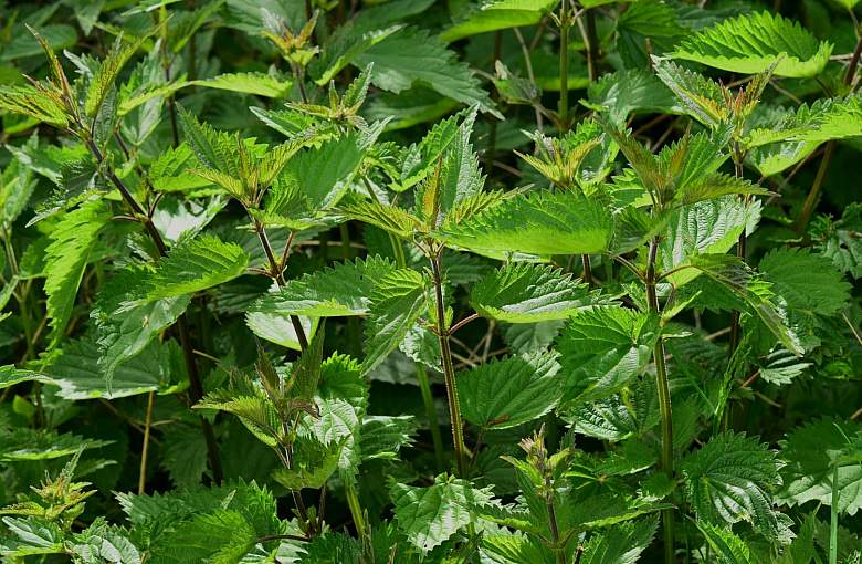 Gnojówka z pokrzywy - jak zrobić i jak stosować