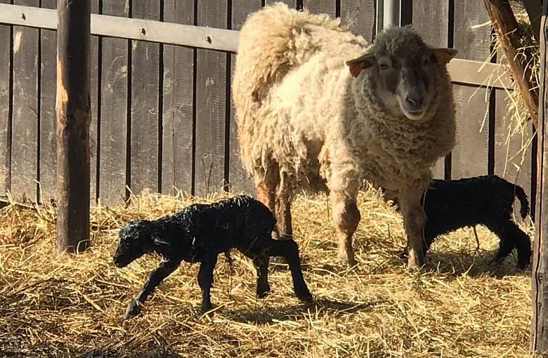 Pokazowa Zagroda Żubrów ma nowych mieszkańców!
