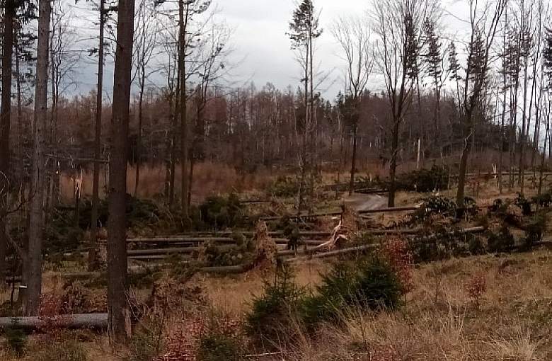 Powiat Pszczyński. Synoptycy ostrzegają przed silnym wiatrem