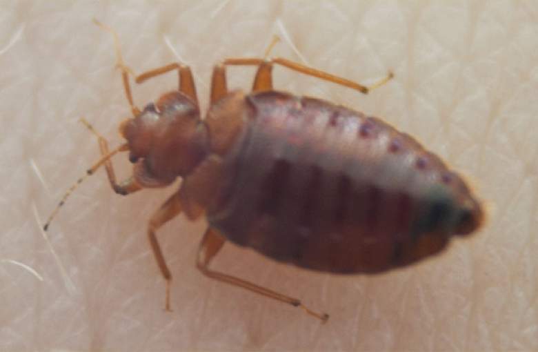 Czym są pluskwy i czemu je zwalczamy?