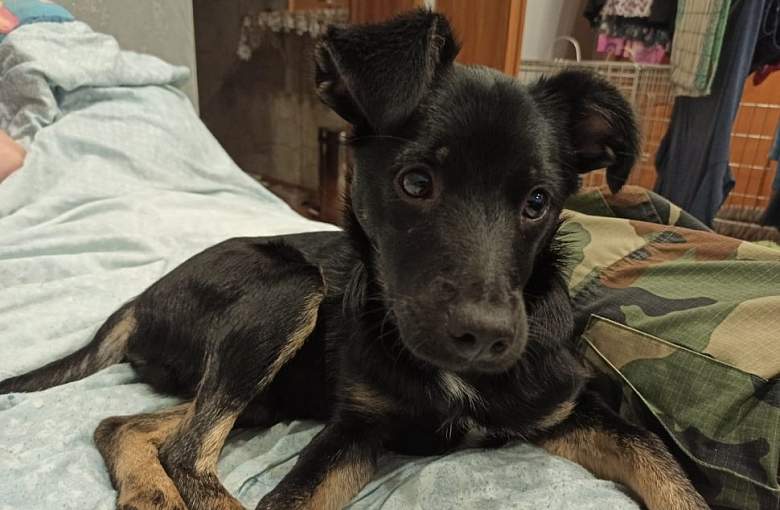 Pod koniec kwietnia 2021 roku porzucili psa i odjechali. Policja szuka świadków