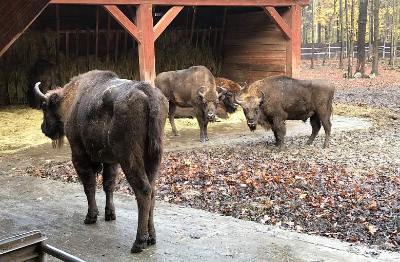 Pokazowa Zagroda Żubrów w Pszczynie nieczynna