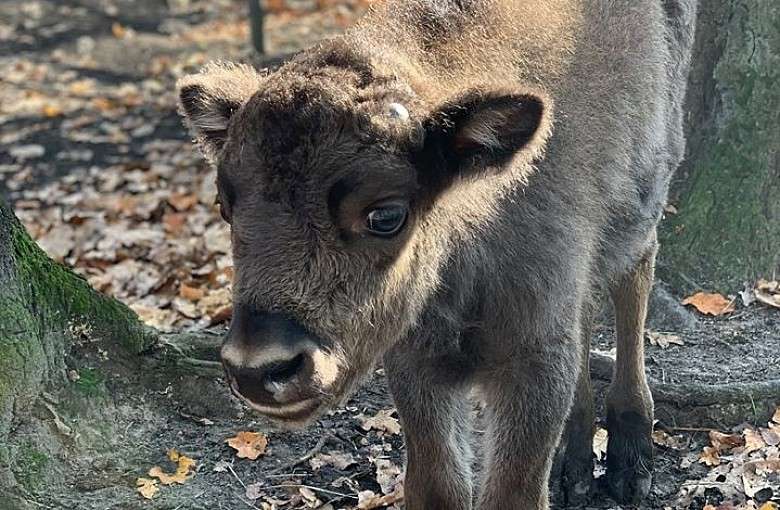PLESTOR tak nazywa się młody żubr!