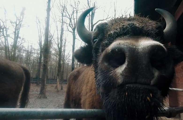 Zagroda Żubrów w Pszczynie