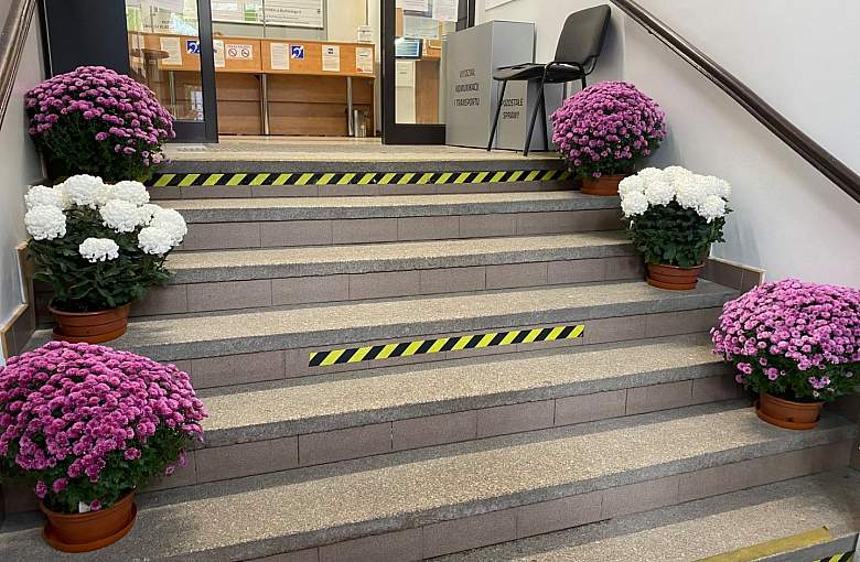 Starostwo kupiło chryzantemy od lokalnych producentów i udekorowało budynek