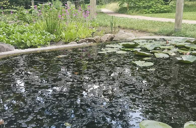 Oczko wodne - najlepsze gatunki ryb!