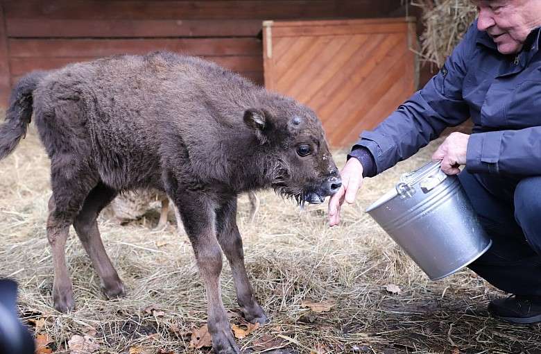 Nowy mieszkaniec Pokazowej Zagrody Żubrów