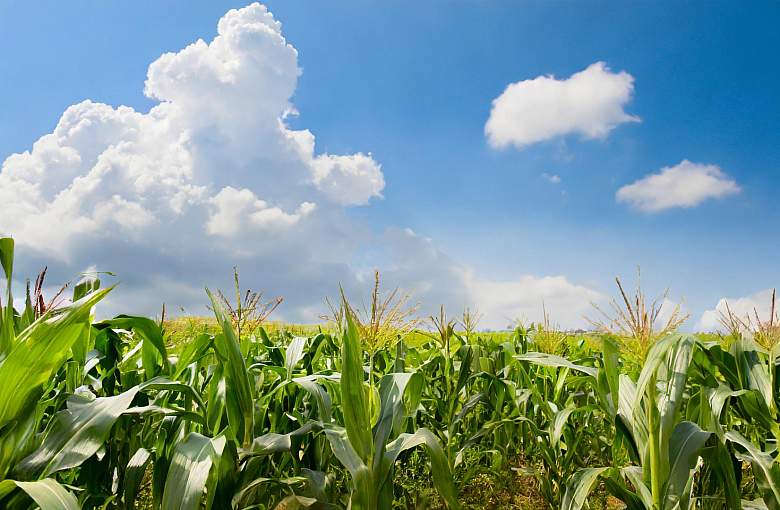 Dopłaty do kukurydzy - wnioski do 29 lutego