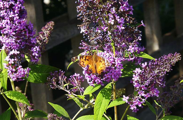 Motyli raj czyli pielęgnacja Budlei Dawida