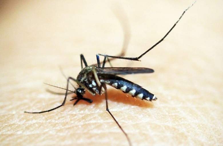 Goczałkowice-Zdrój: Trwa odkomarzanie