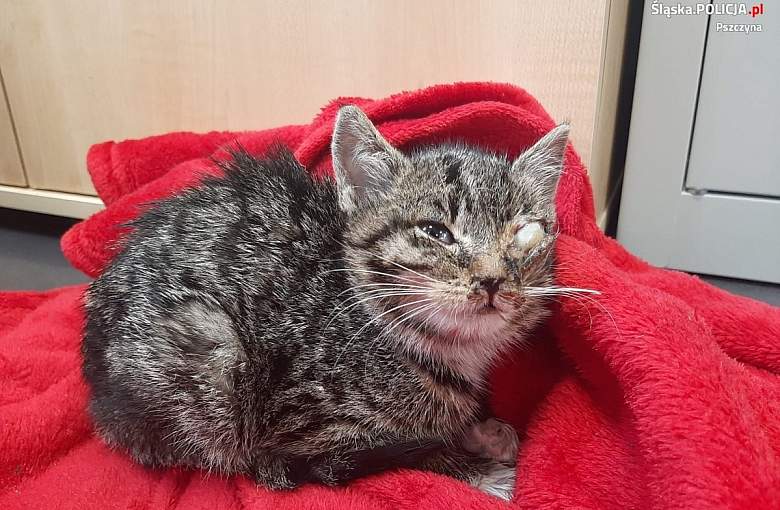 Los chorego kociaka nie był obojętny