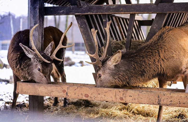Pszczyńskie atrakcje otwarte