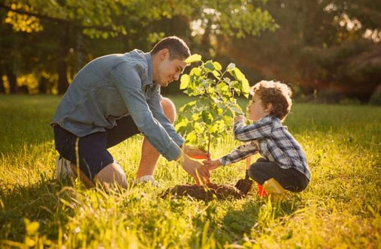 Nadleśnictwo zaprasza po odbiór sadzonek