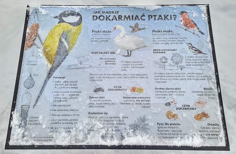Jak mądrze dokarmiać ptaki podczas zimowych spacerów po parku?