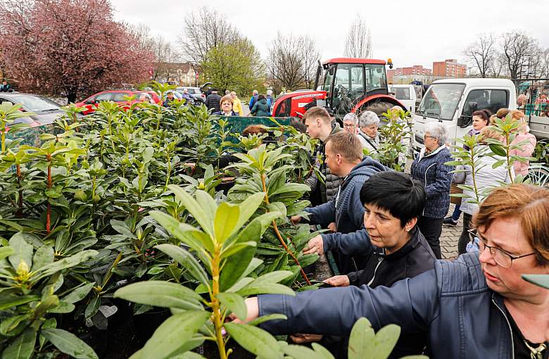 Mieszkańcy odebrali 1000 pięknych krzewów
