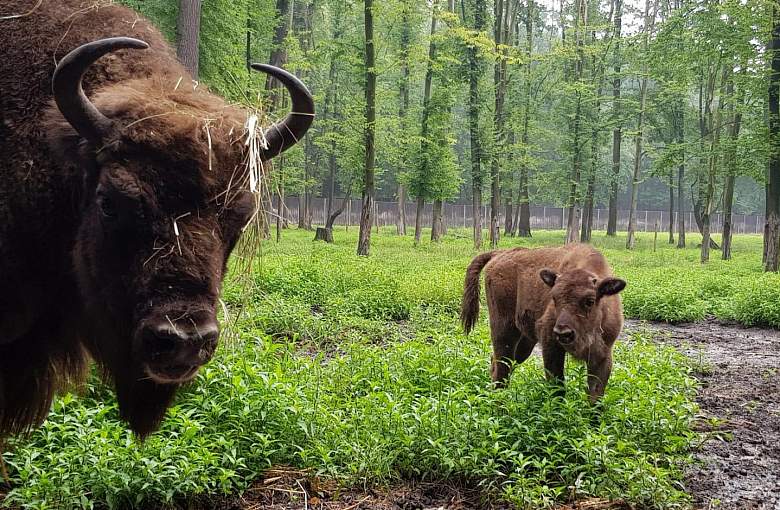 Najmłodsza żubrzyczka z Pszczyny będzie nosiła imię Plarysa