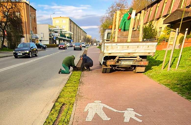 Nowe nasadzenia wzdłuż ulicy Korfantego w Pszczynie